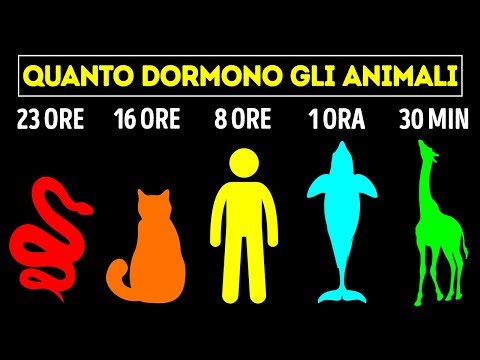 Video: Quali Animali Sono Utili