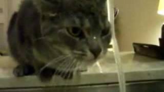 Kedi̇ - Ismailin Kedisi.. - 