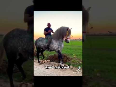 الله الله على خويا أشرف قيصر رفقة أجود خيول الملكية بالمغرب ماشاء الله