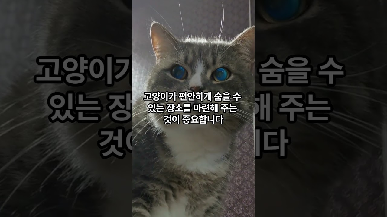 How to Relieve Stress in Cats