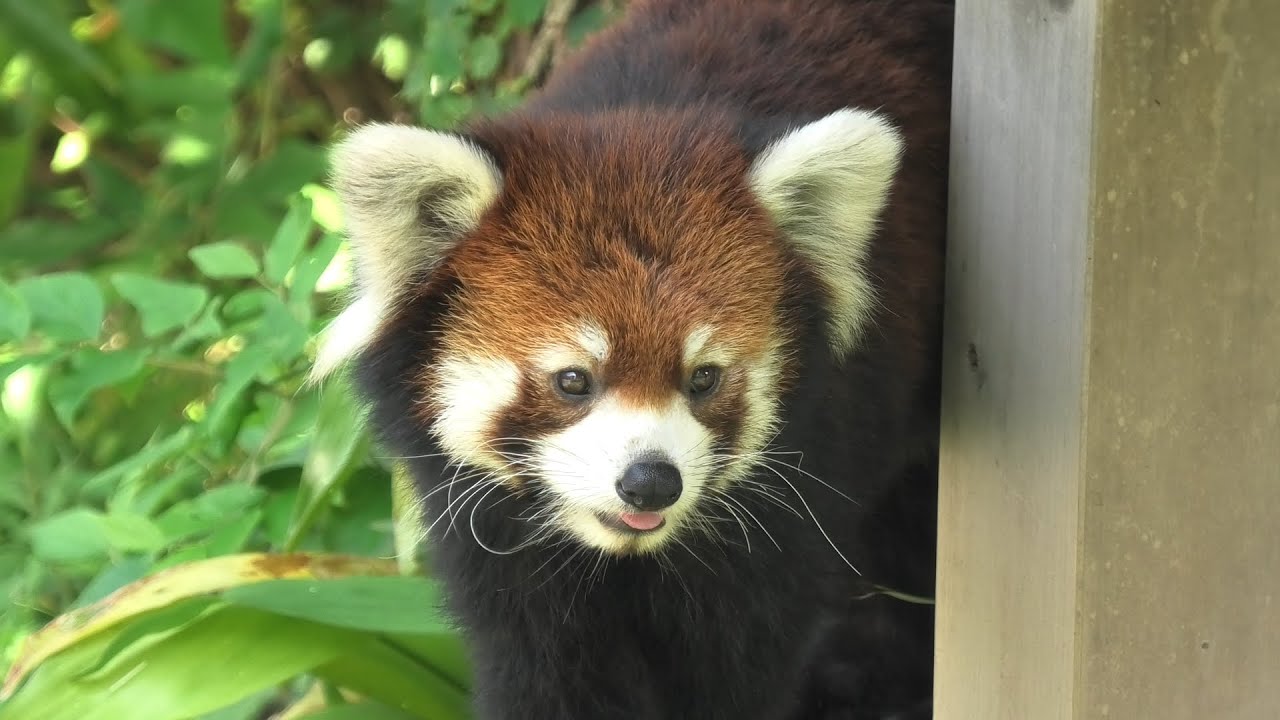 Styan S Red Panda Oji Zoo Hyogo Japan August 4 Youtube