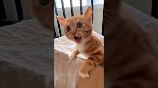 Download Lagu Top 5 overprotective cats part 2. #funnycat MP3 Download Lagu Top 5 overprotective cats part 2. #funnycat MP3