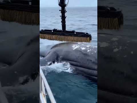 Whale Gets Much Needed Help