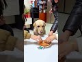 運が悪すぎる犬の逆襲 #Shorts