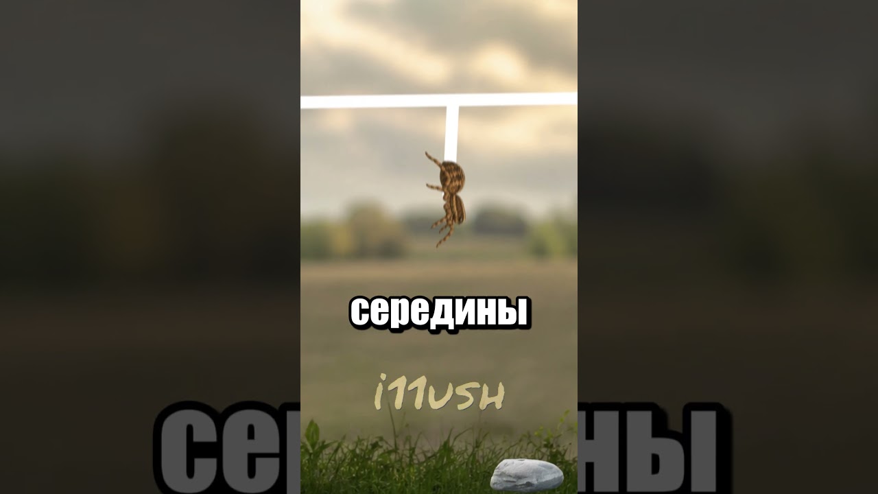 Не забирайте у пауков камень 🗿