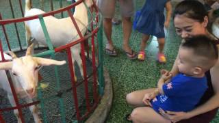 Ếch Ộp ngày 2/10/2016 🐸