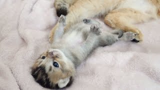 Baby kitten obedient to mother cat is cute