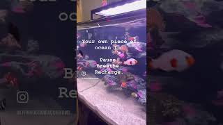 Living Ecosystem Aquarium on display in Karrinyup Shopping Centre Perth WA