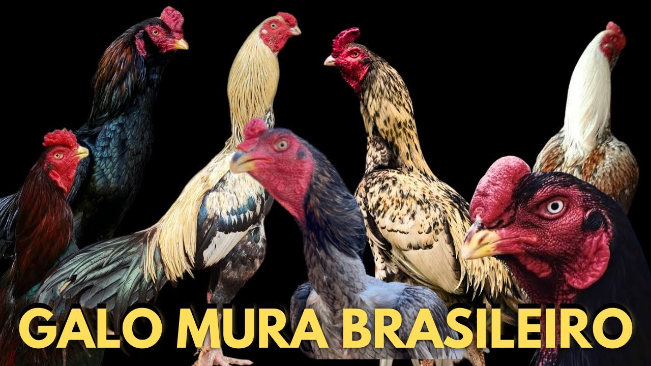 CRIAÇÃO DE GALO MURA BRASILEIRO / ÍNDIO