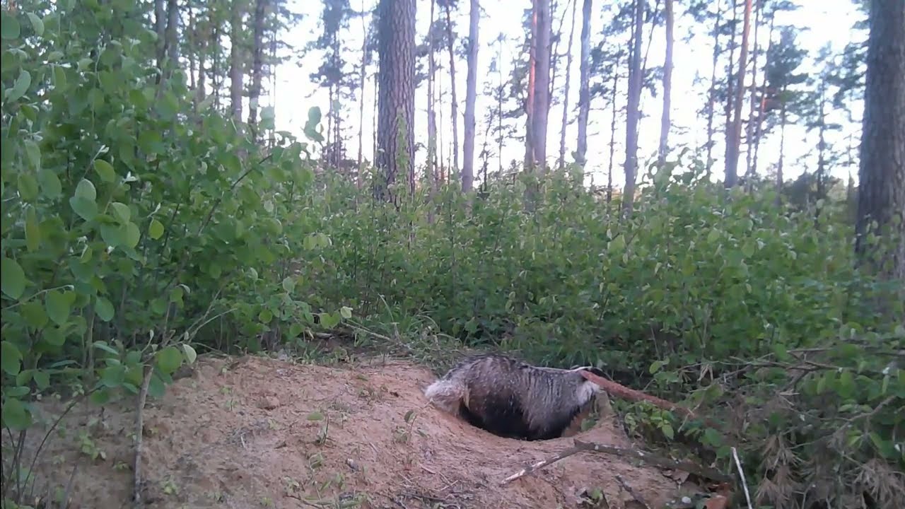 Wild animals. Trail camera. Baby animals. Badgers, roe deer, wild boars and raccoon dogs.