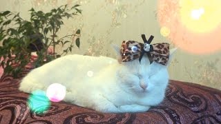 Dreams of cat. Кошкины грезы. Dreams of cat. Кошкины грезы.