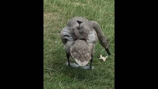 cygnet eating bread canon r7 4k cygnet eating bread canon r7 4k