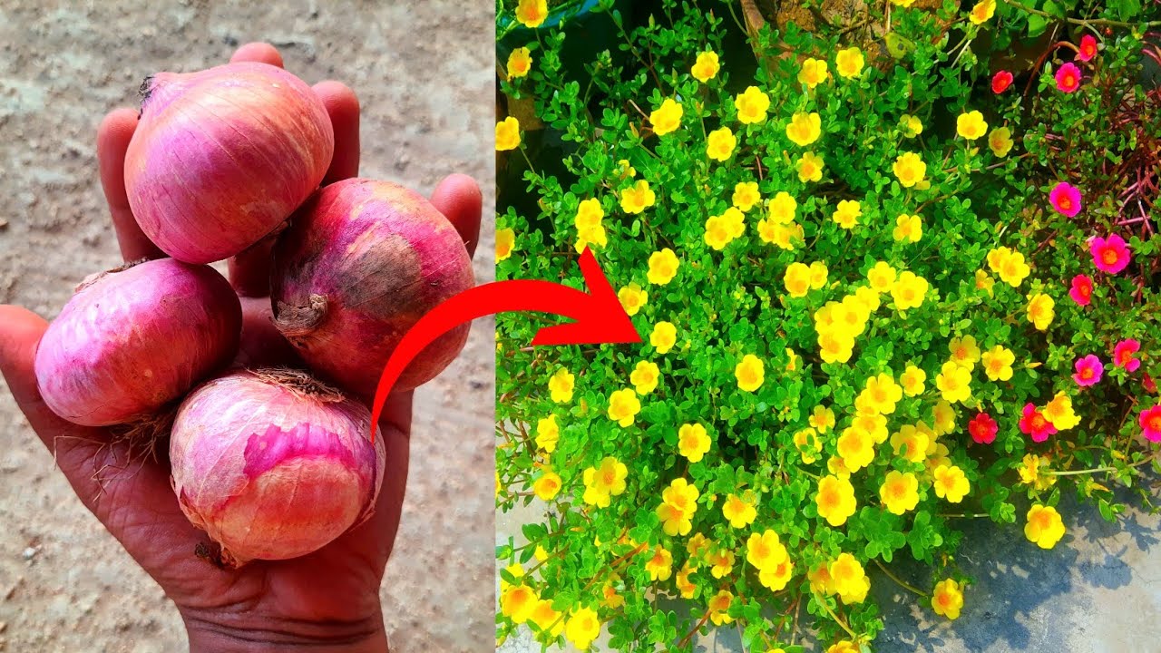 How to use Onion peel fertilizer for plants Best natural fertilizer