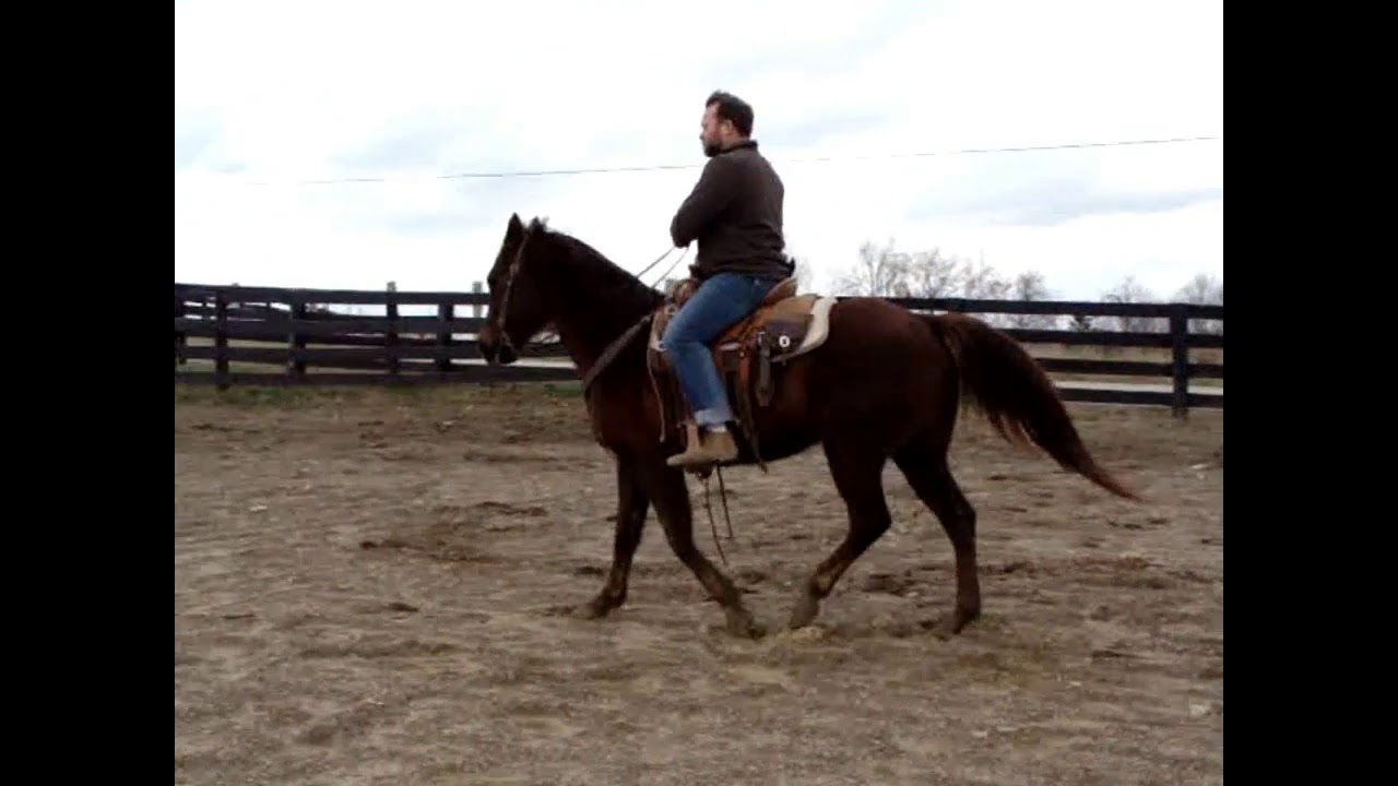THICK MADE WELL BROKE CHESTNUT RANCH GELDING, USED FOR PASTURE ROPING ...