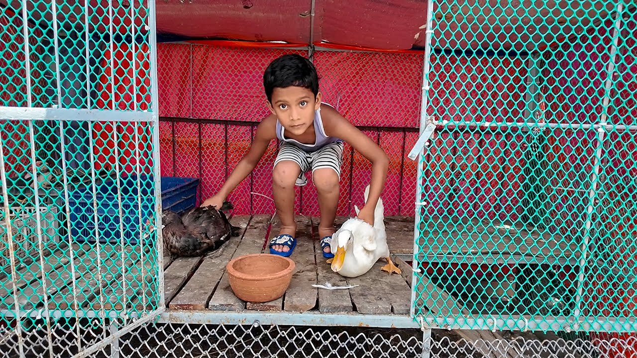প্রচন্ড গরমে হাঁসের অবস্থা খারাপ 🥵 গোসল করালাম