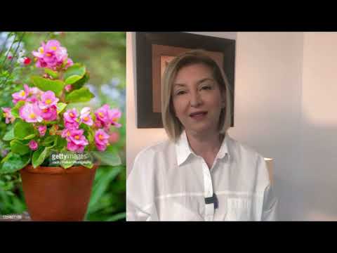 Video: Sahte Frezya Nedir: Bahçedeki Sahte Frezya Bitkileri Hakkında Bilgi Edinin