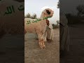 ماشاءاللہ ماشاءاللہ محمد عنایت اللہ بہت اعلی کوالٹی والا مندرہ 03463010628