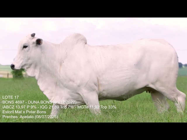 Lote 17   Leilão Trio Bonsucesso   Etapa Fêmeas Jovens