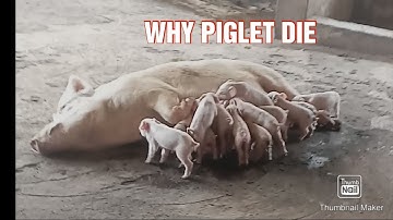 Causes of piglets mortality/ How to prevent piglets mortality.
