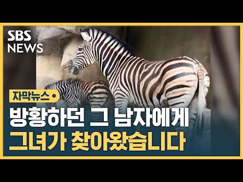 방황 끝, 행복 시작…얼룩말 세로에게 찾아온 사랑 (자막뉴스) / SBS