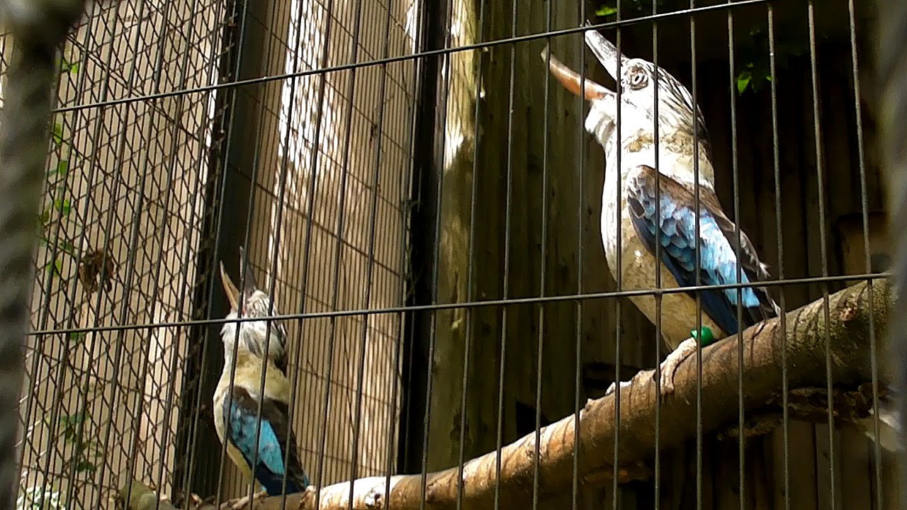 大笑いのアオバネワライカワセミ（多摩動物公園）Laughing Blue-winged Kookaburra 