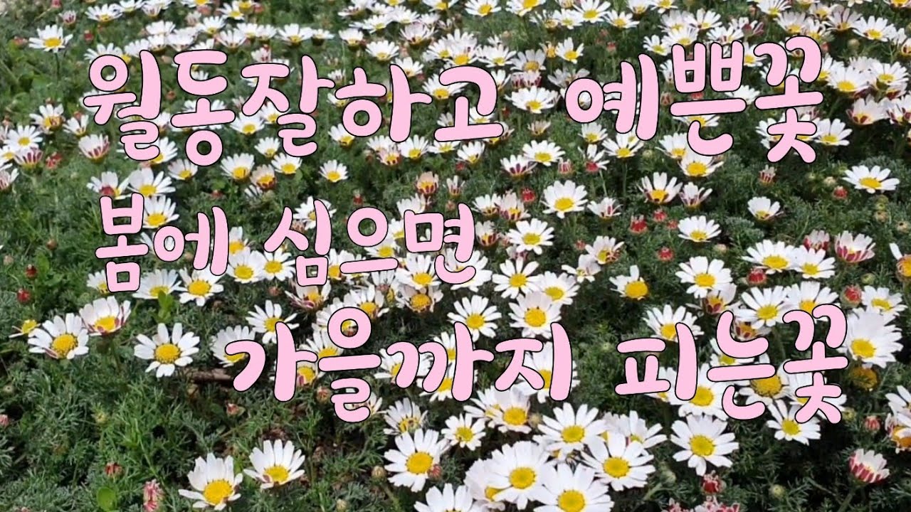 월동 잘하고 예쁜꽃, 봄에 심으면 가을까지 피는꽃