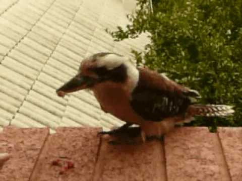 feeding kookaburra