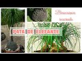 HERMOSA PLANTA /PATA DE ELEFANTE |GUIA COMPLETA DE SUS CUIDADOS.