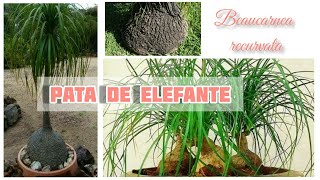 HERMOSA PLANTA /PATA DE ELEFANTE |GUIA COMPLETA DE SUS CUIDADOS.