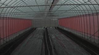 遮光対策しないとダメです!?本日はお疲れさまでした!!／きゅうり農家／きゅうり栽培／愉快なshata農園