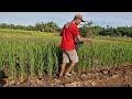 INCREDIBLE SOIL TREATMENT PROCESS BEFORE PLANTING CROPS! -  agricultural farming
