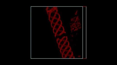 Spirogyra 3D reconstruction (Thu AM 308 group 2 Nikon)