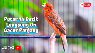 Suara Kenari Gacor Panjang! Bagus Buat Merekondisi Kenari Macet dan Kenari Paud Biar Gacor Panjang