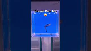 Ikan Guppy Blue Moscow Dark Blue #guppy #ikanhias #guppyfish