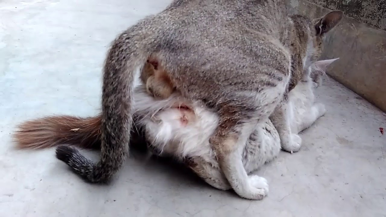 Cat Mate YouTube