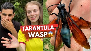 Tarantula Hawk Wasp The Most Painful Sting In The World?