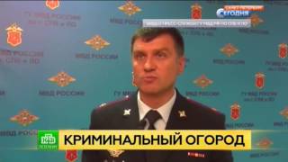 В Петербурге ликвидировали плантацию конопли в квартире В Петербурге ликвидировали плантацию конопли в квартире