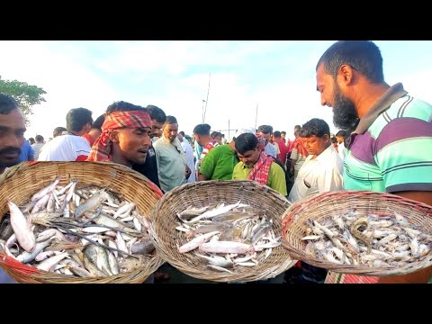 পদ্মার বড় সাইজের চিংড়ি ও পাঁচমিশালী মাছের নিলাম | wholesale fish ...