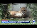 Rare mountain lion sighting in Pasadena neighborhood prompts shelter-in-place