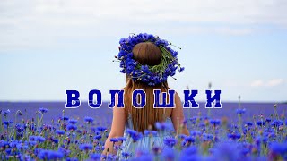 картинка: Волошки - LuckyUAMusic