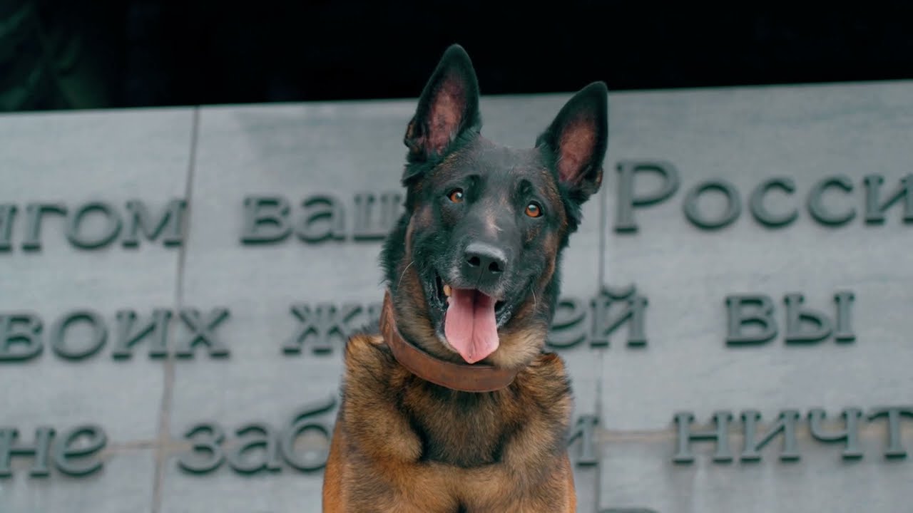 Герои среди нас! У них 4 лапы, чуткий нюх и верный взгляд - YouTube