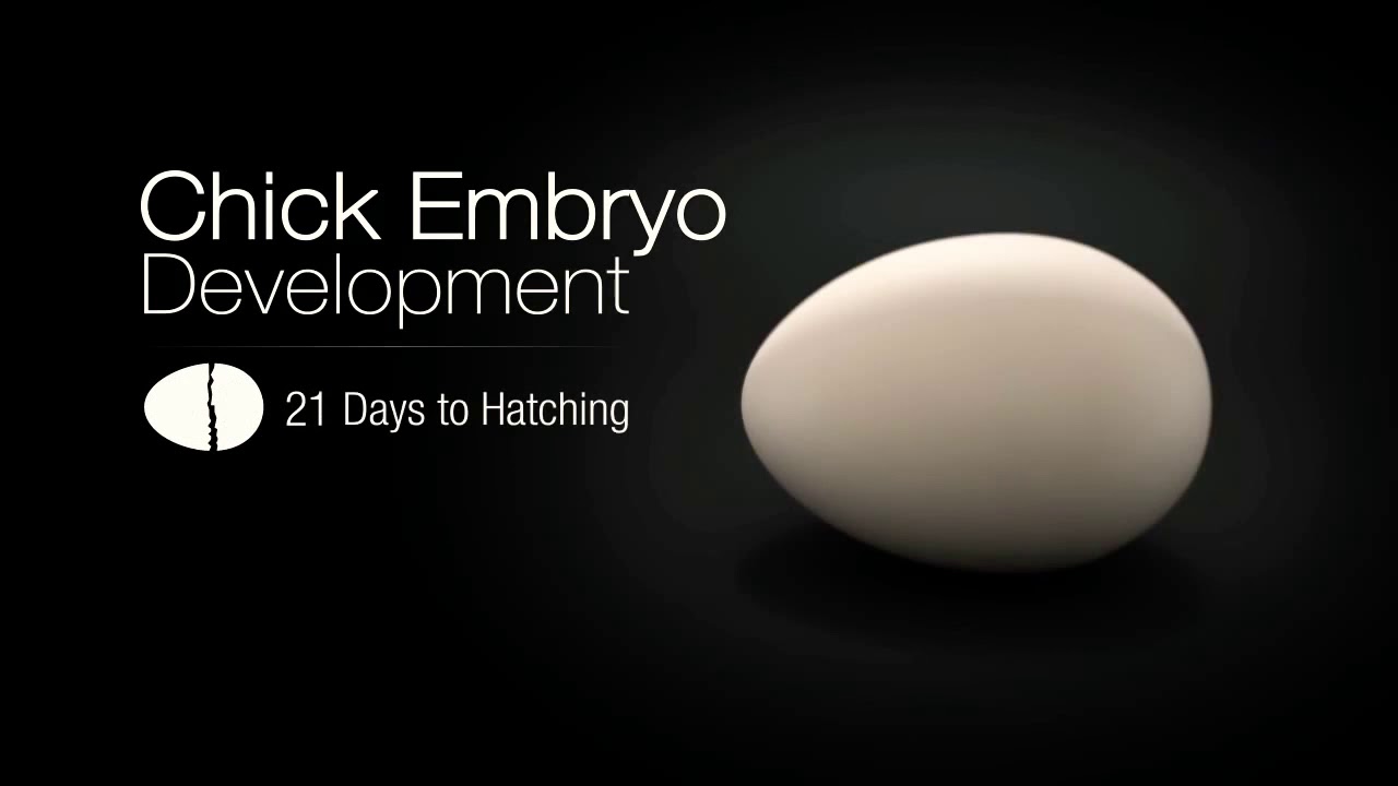 IMPRESIONANTE Formación de un pollito dentro del huevo YouTube IMPRESIONANTE Formación de un pollito dentro del huevo YouTube