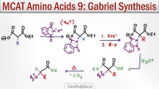Gabriel Malonic Ester Synthesis of alpha Amino Acids