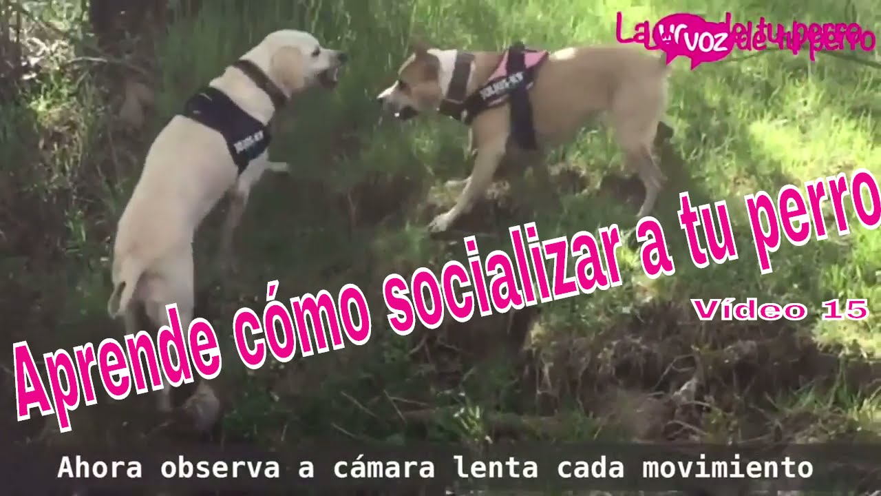 Cómo socializar a mi perro 22 Abril 2017