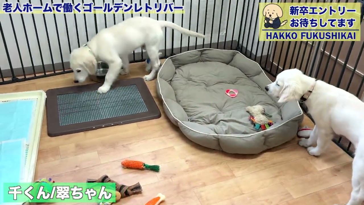 40秒でサクッと！】新入社員、千くんと翠ちゃん登場！ - YouTube