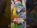 Blue gold macaw at wajid exotic pets