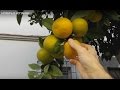 НОЯБРЬ В ИСПАНИИ. Как растут апельсины