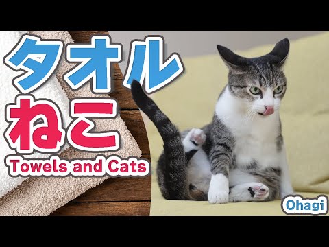 タオル猫の存在