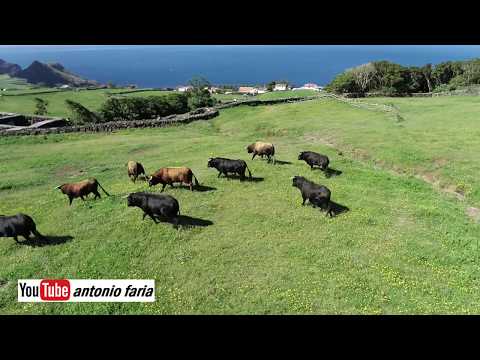 Tourada à corda, ilha de São Jorge, 2020