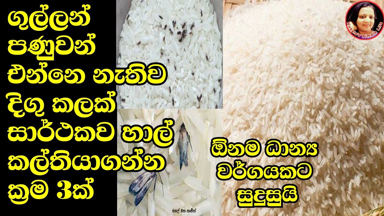 හාල් ඇතුළු ධාන්‍යවර්ග පණුවො ගුල්ලො නැතිව කල්තියාගන්න සාර්ථක ස්වභාවික  ක්‍රම 3 ක් Food preservation